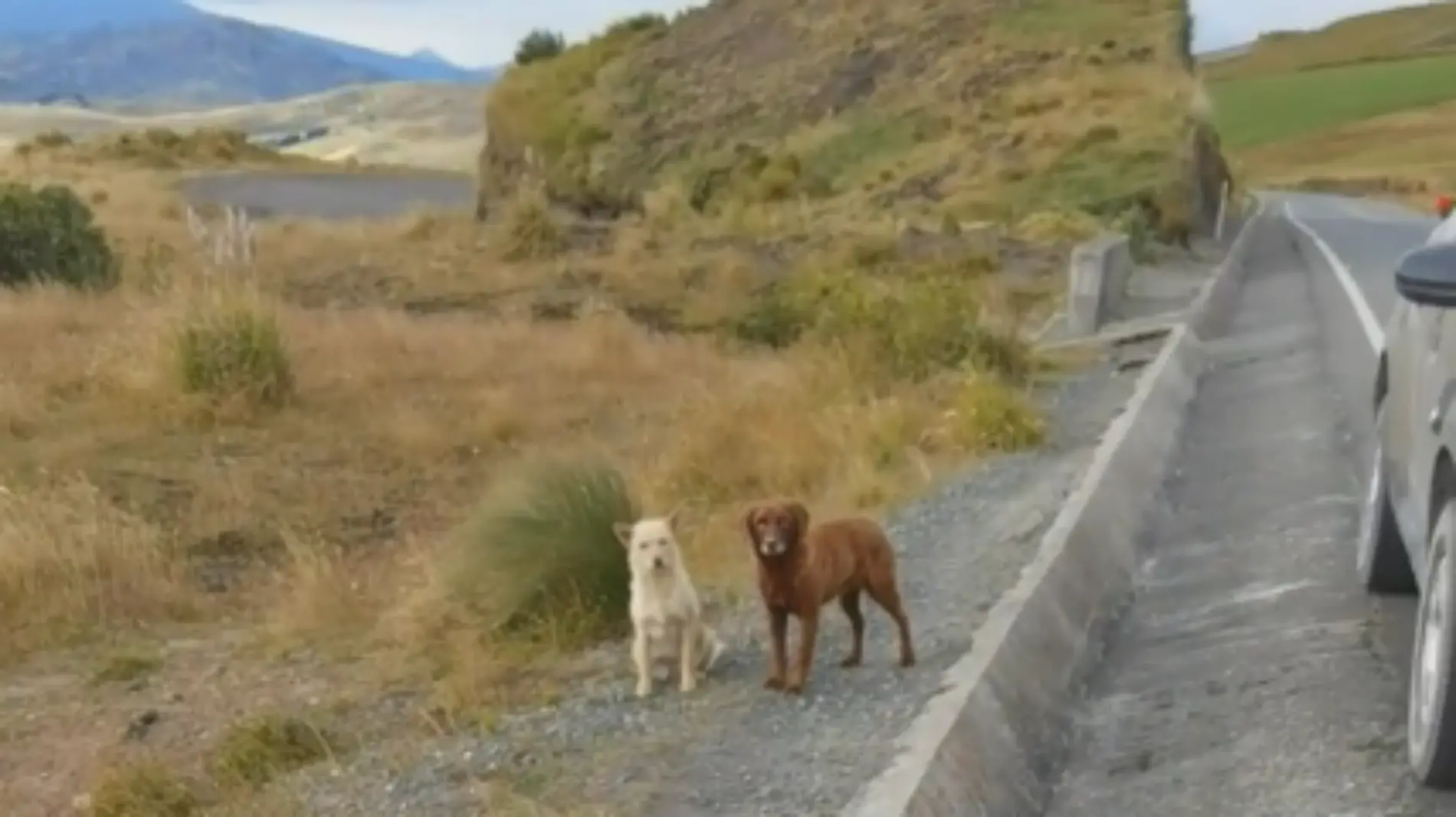 perritos abandonados